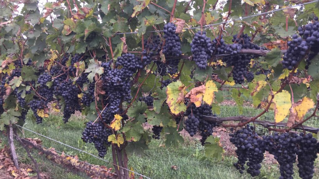 Red wine grapes at Viewpointe Estate Winery